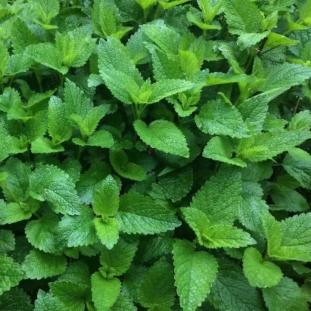 Melissa Leaf Essential Oil 4